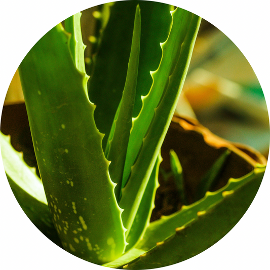Unlocking the Secrets of Aloe Vera: The Ultimate Solution for Dry and Sensitive Skin